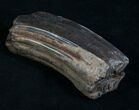 Pleistocene Fossil Horse Tooth - Florida #8535-2